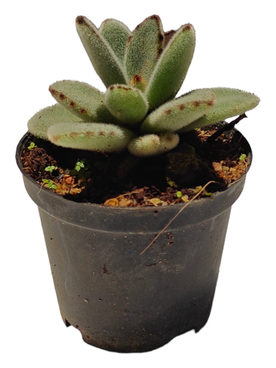 Succulent- Kalanchoe tomentosa