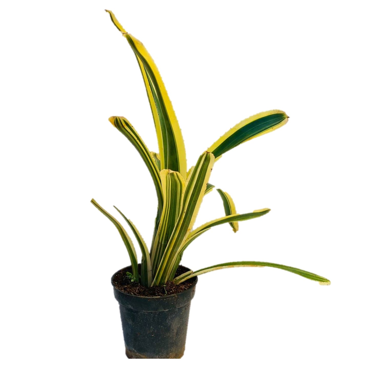 Billbergia nutans 'Variegated' - Thegreenstack