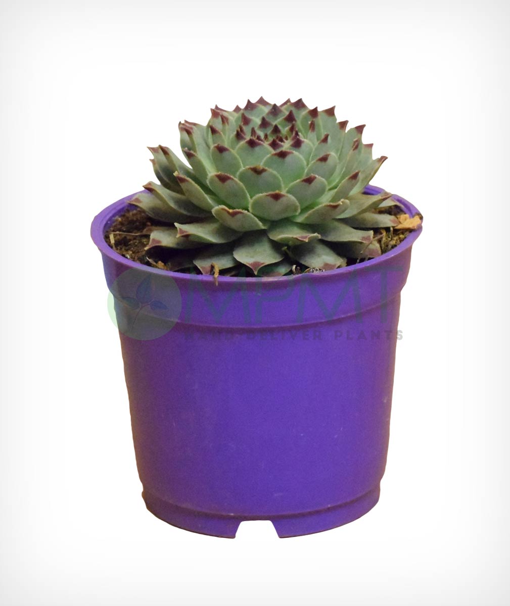 Common Houseleek – Sempervivum Tectorum - Thegreenstack