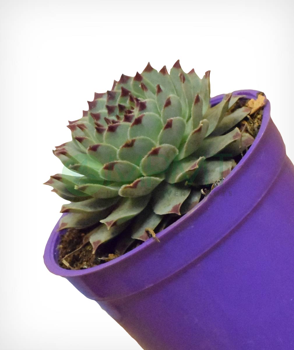 Common Houseleek – Sempervivum Tectorum - Thegreenstack