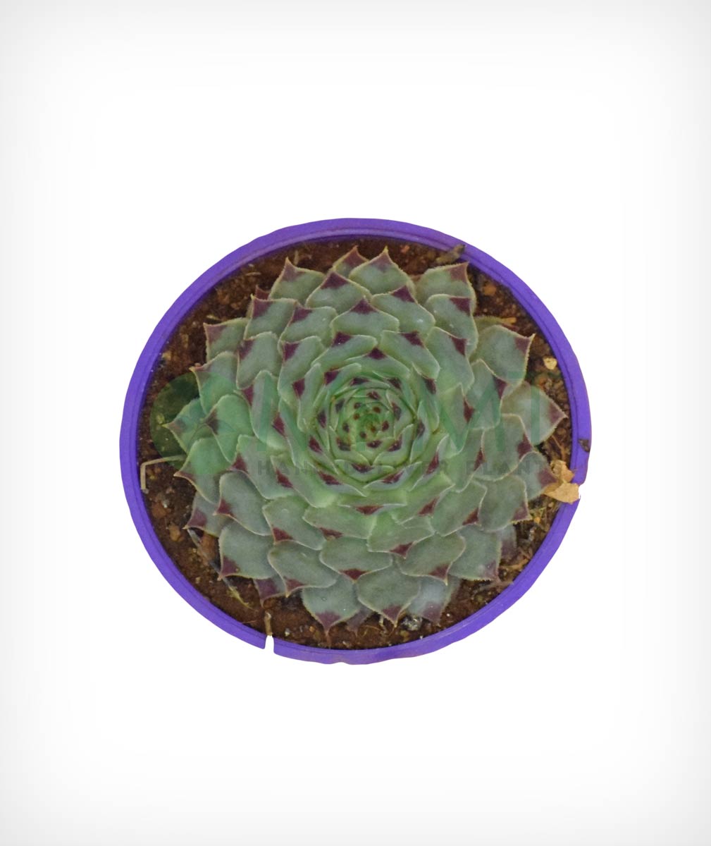 Common Houseleek – Sempervivum Tectorum - Thegreenstack