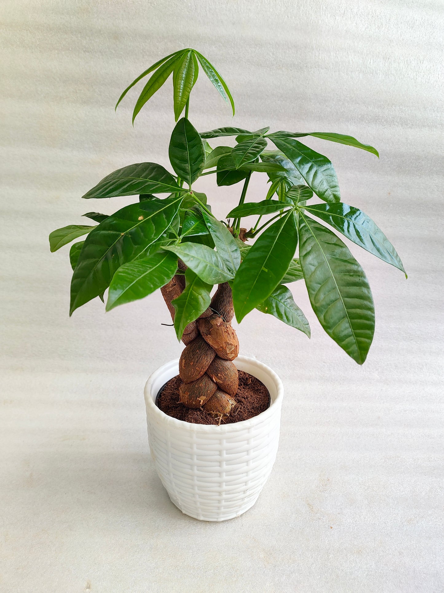 Pachira Aquatica Braided - Thegreenstack
