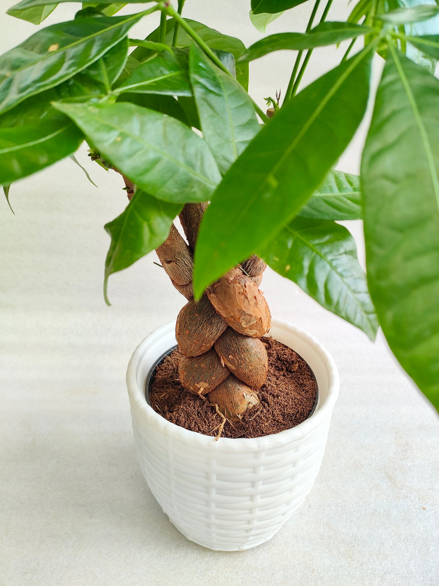 Pachira Aquatica Braided - Thegreenstack