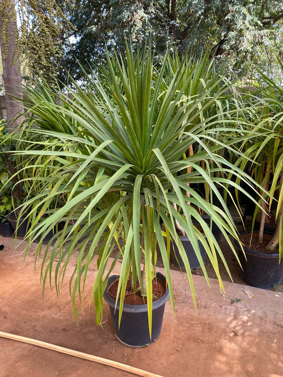 Dracaena draco (Dragon Tree) - Thegreenstack