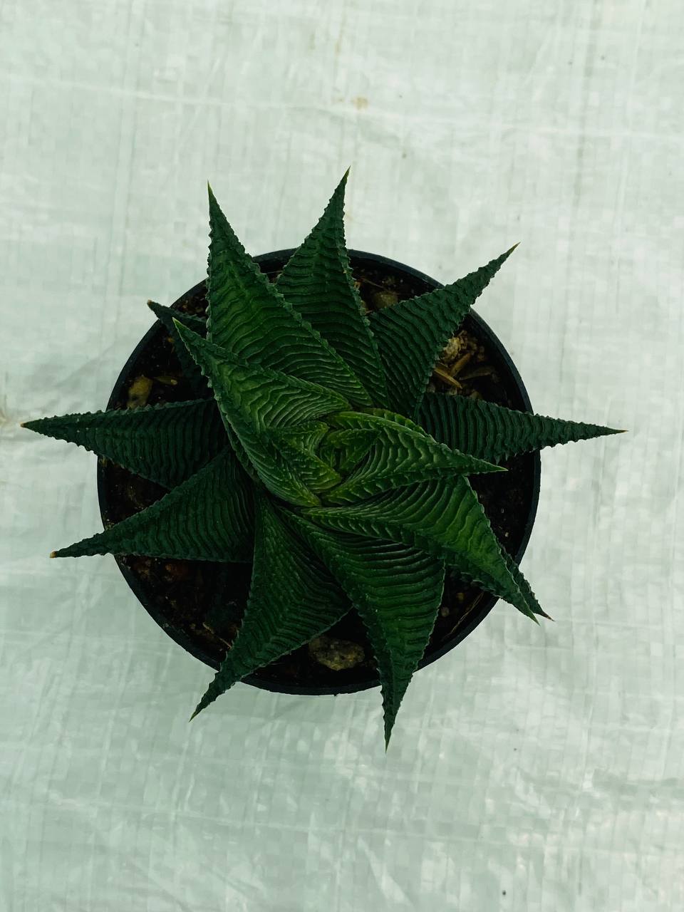 Haworthia limifolia