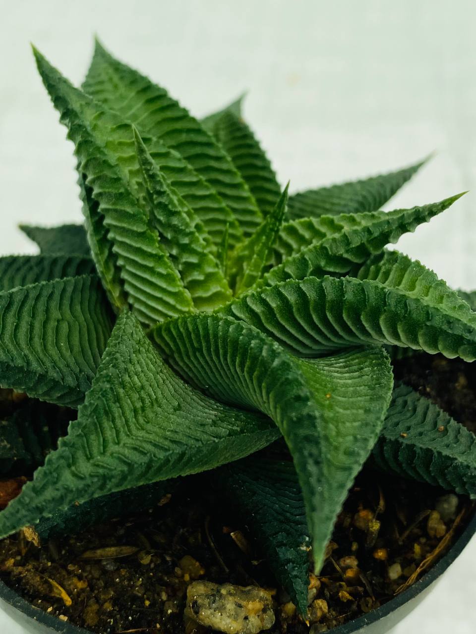 Haworthia limifolia