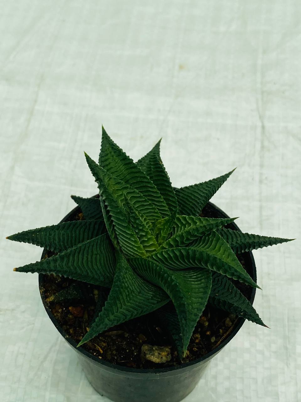 Haworthia limifolia