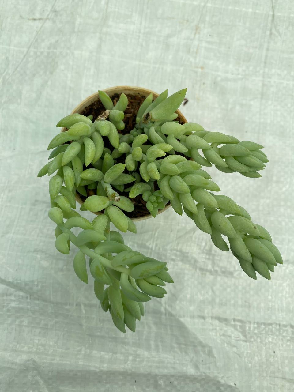 Sedum morganianum - Donkey's Tail