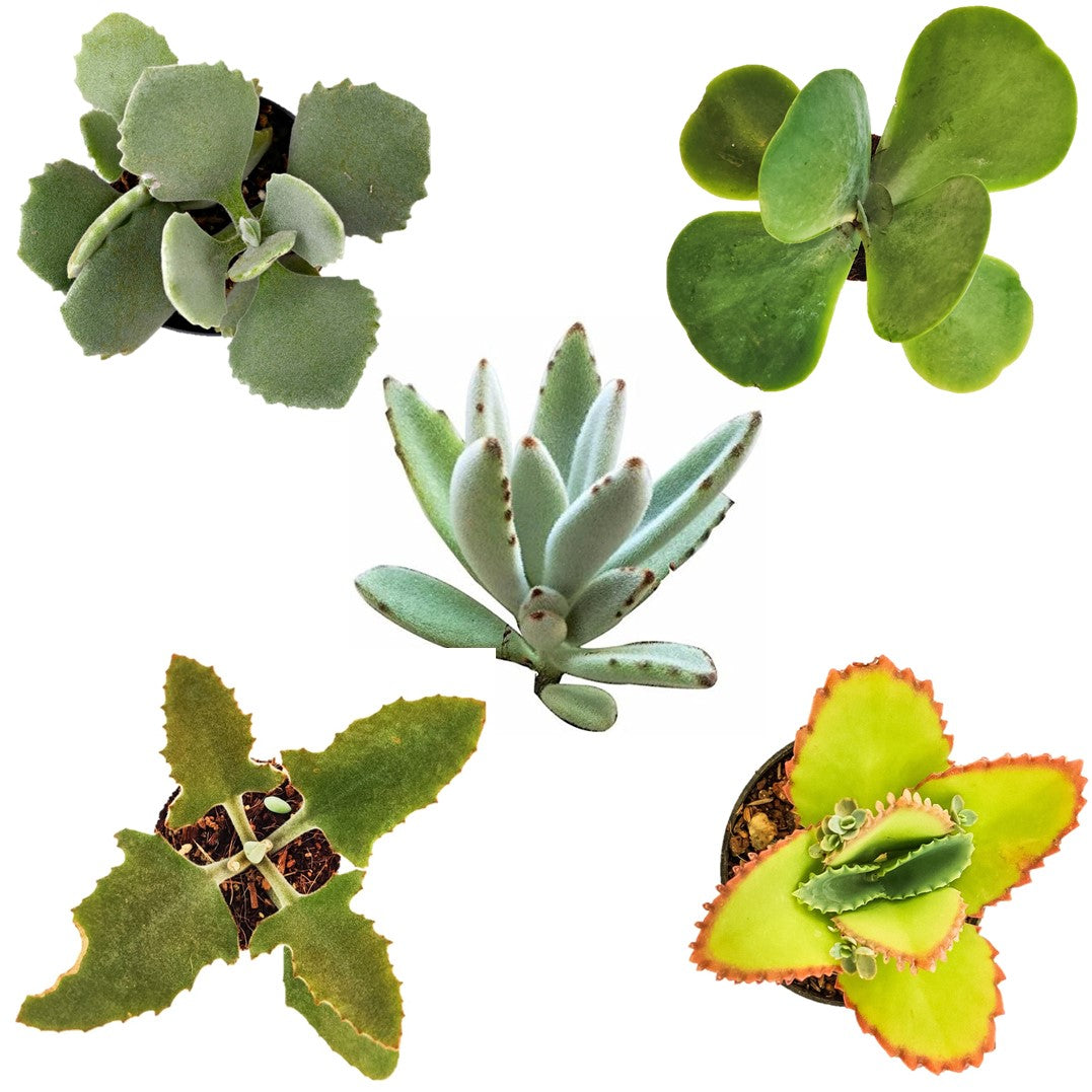 Kalanchoe Pack of 5 Combo – Kalanchoe Tomentosa, kalanchoe millotii, kalanchoe flapjack, kalanchoe laetivirens and kalanchoe beharensis Fang - Thegreenstack