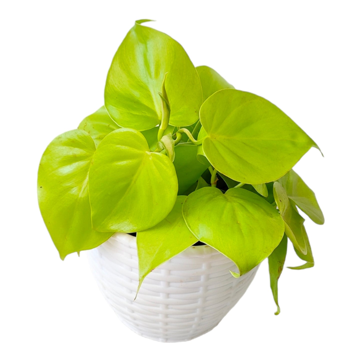 Heartleaf Philodendron,