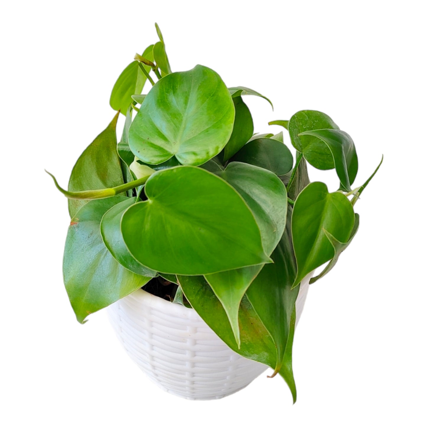 Heartleaf Philodendron,