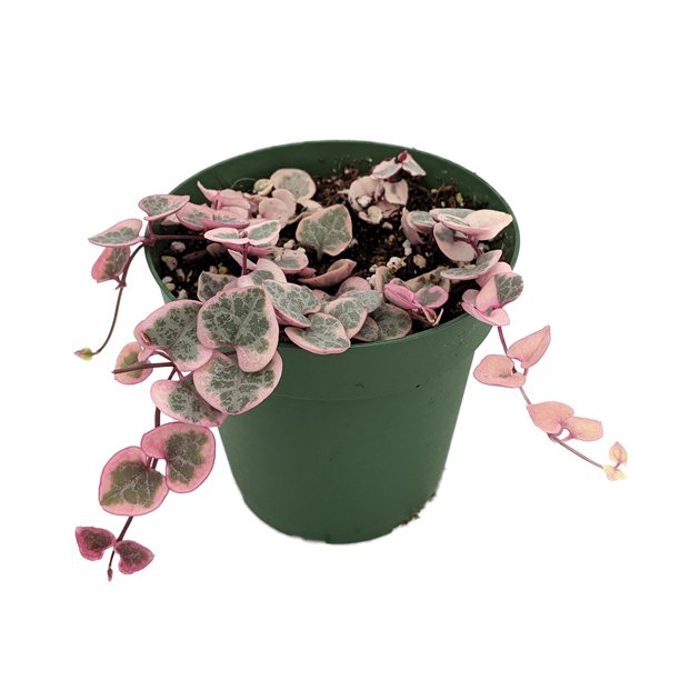 String of Hearts variegated - Thegreenstack