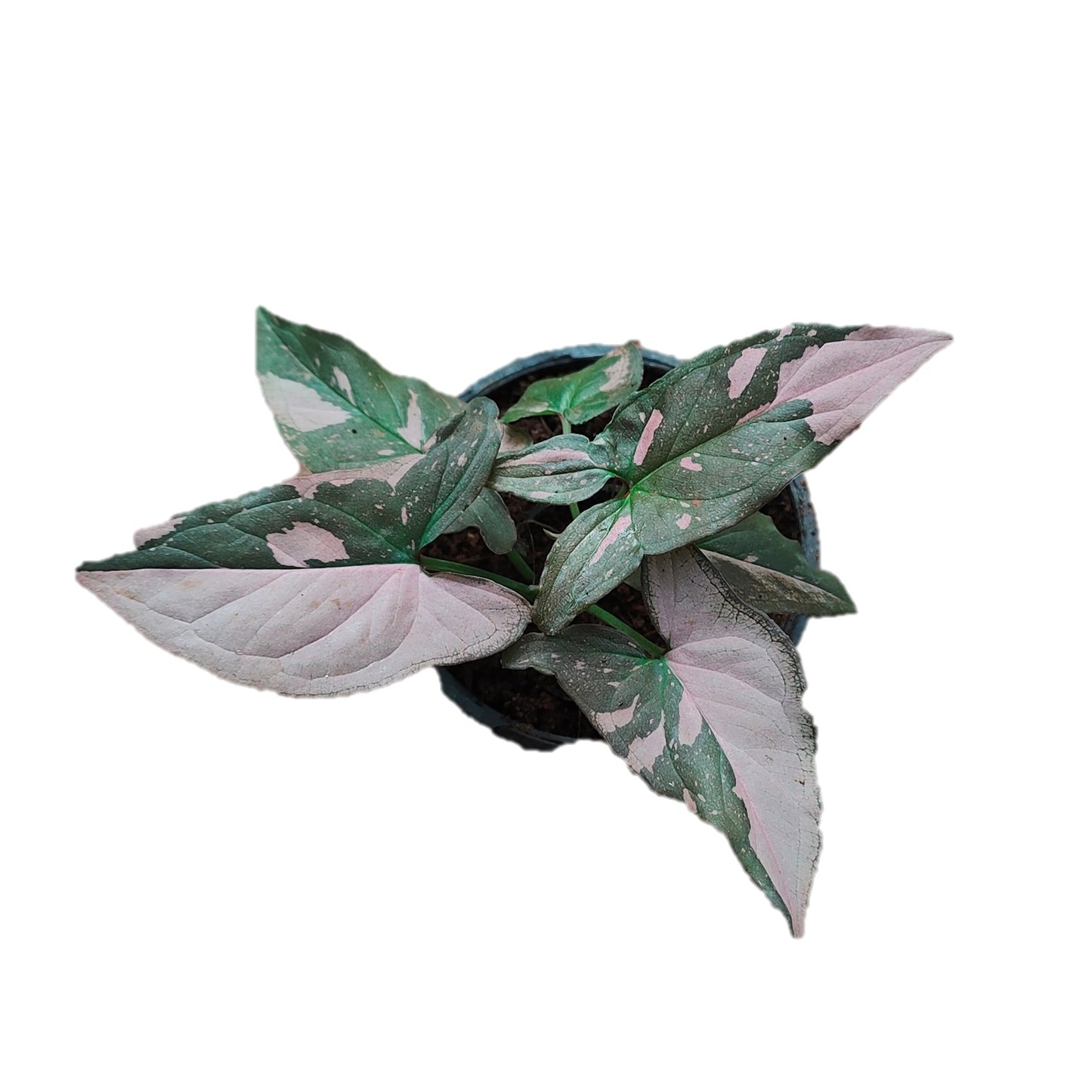 Syngonium Pink Splash - Thegreenstack