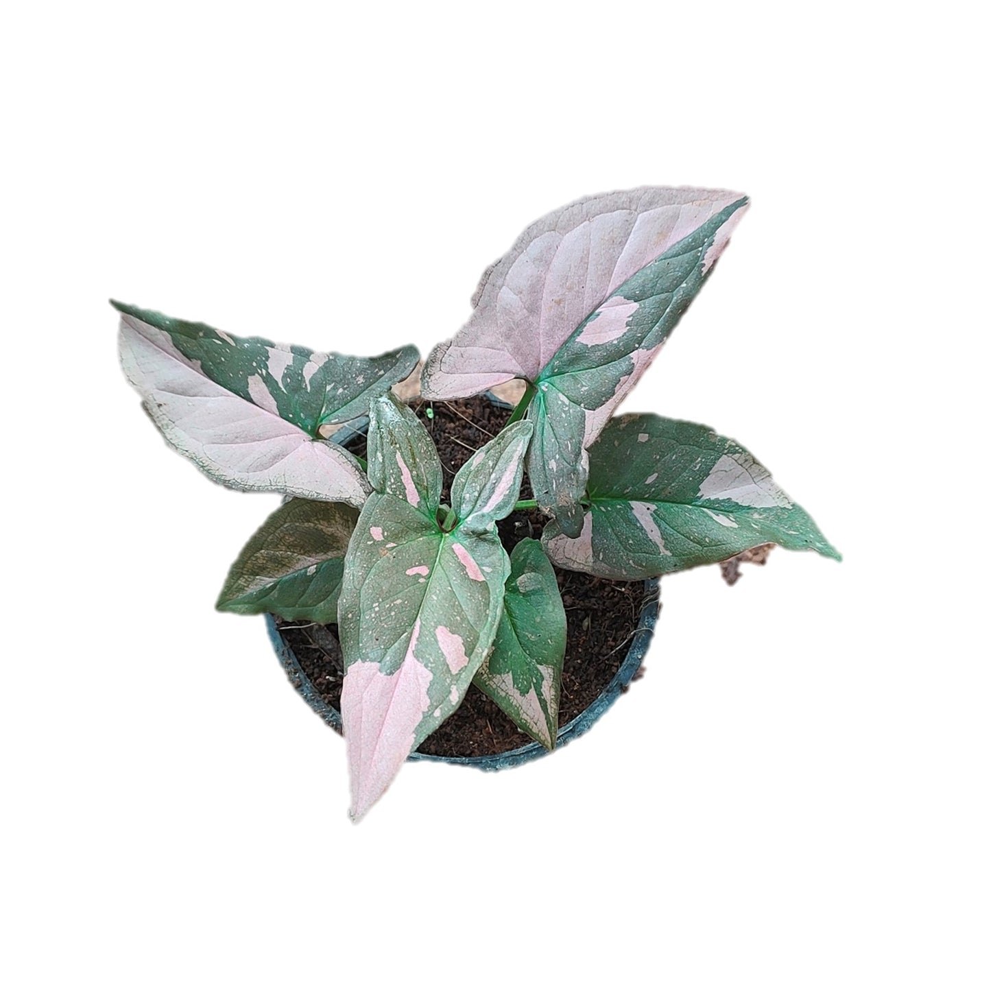 Syngonium Pink Splash - Thegreenstack