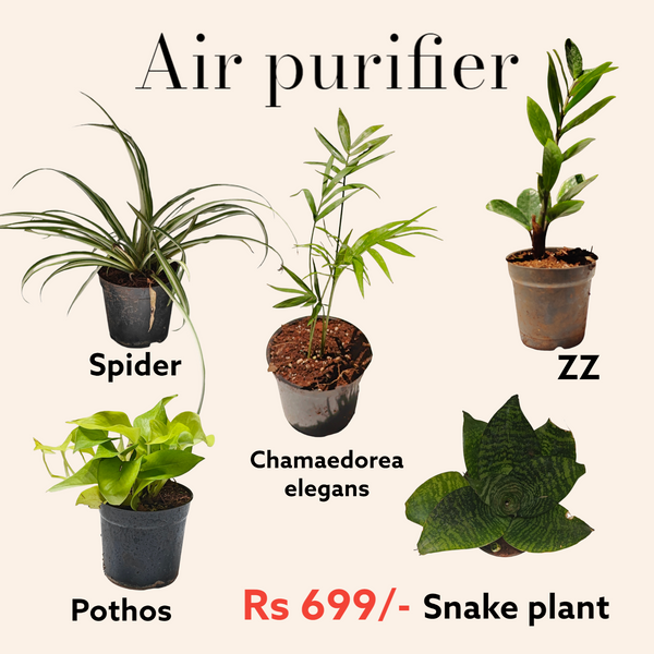 Pack of 5 Air Purifier