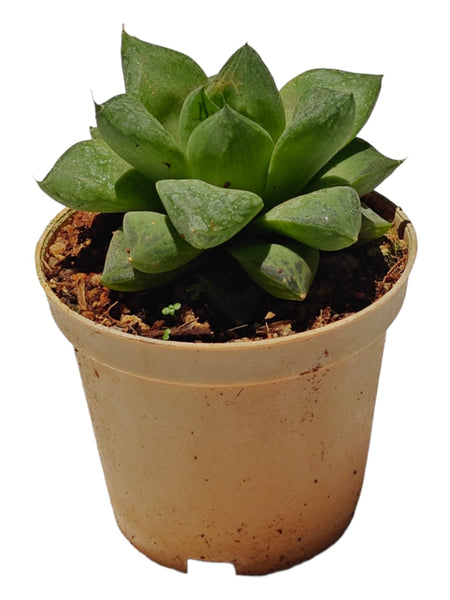 Succulent-Haworthia cuspidata (80/- Min 50 Quantity)