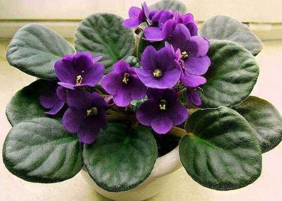 African violet plant