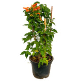 Bignonia venusta a.k.a Orange Flame Vine - Thegreenstack