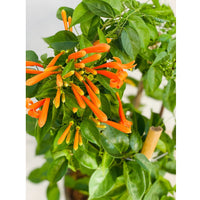 Bignonia venusta a.k.a Orange Flame Vine - Thegreenstack