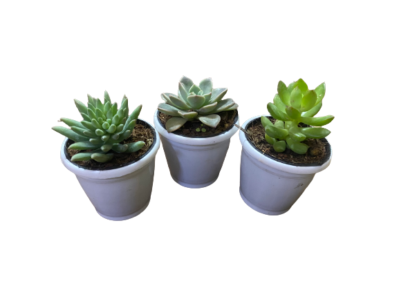 Pack of 3 Succulents-Indoor Plants - Thegreenstack