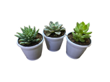 Pack of 3 Succulents-Indoor Plants - Thegreenstack