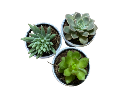 Pack of 3 Succulents-Indoor Plants - Thegreenstack