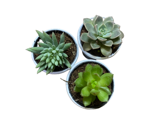 Pack of 3 Succulents-Indoor Plants - Thegreenstack