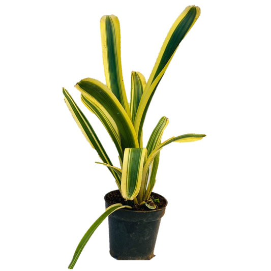 Billbergia nutans 'Variegated' - Thegreenstack