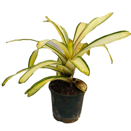 Bromeliad – Neoregelia ‘Ardie’ - Thegreenstack