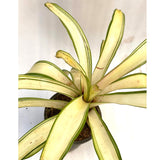 Bromeliad – Neoregelia ‘Ardie’ - Thegreenstack