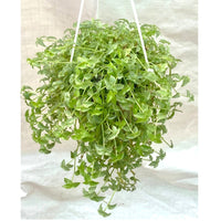 Callisia Repens (Green Turtle Vine) In Hanging Pot - Thegreenstack