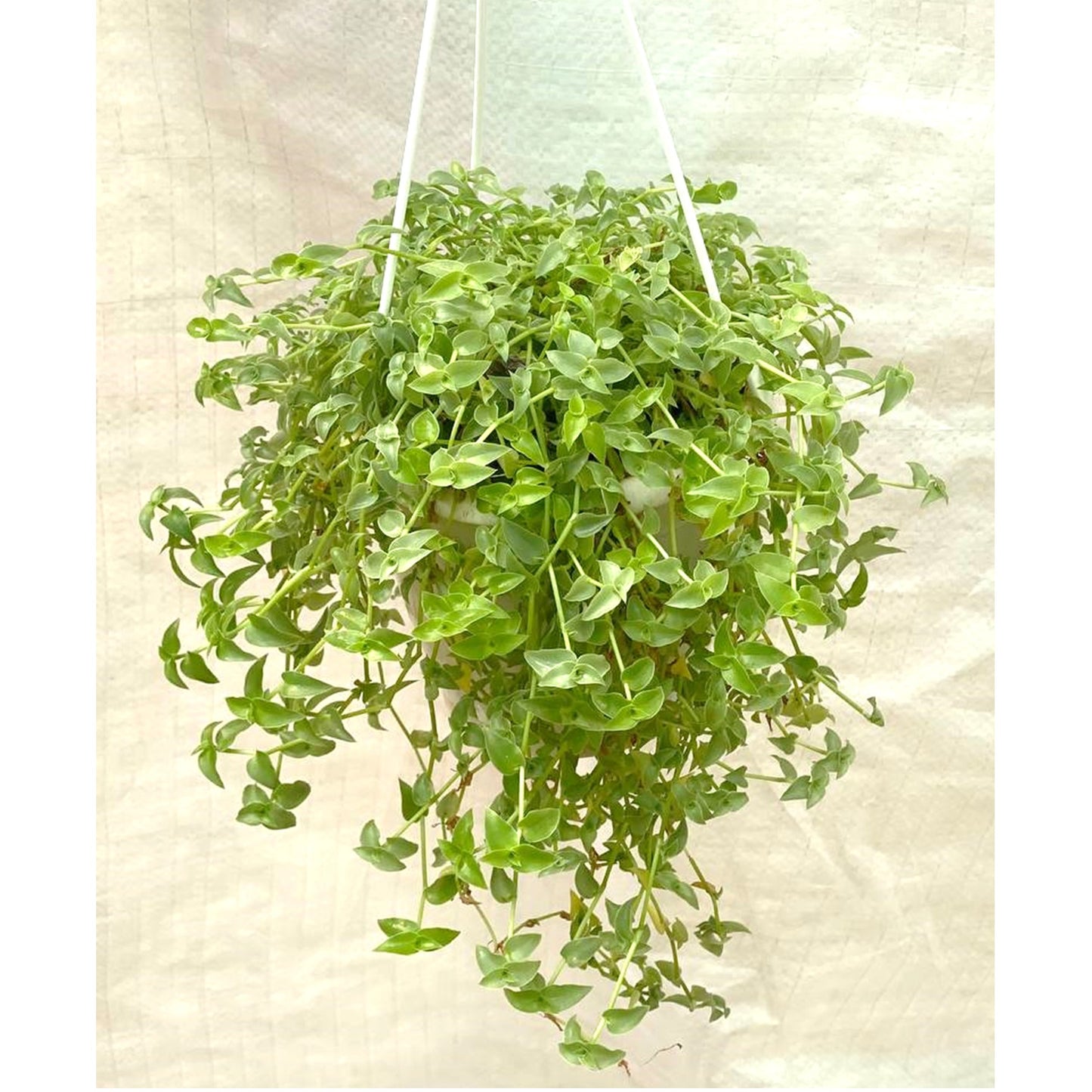 Callisia Repens (Green Turtle Vine) In Hanging Pot - Thegreenstack