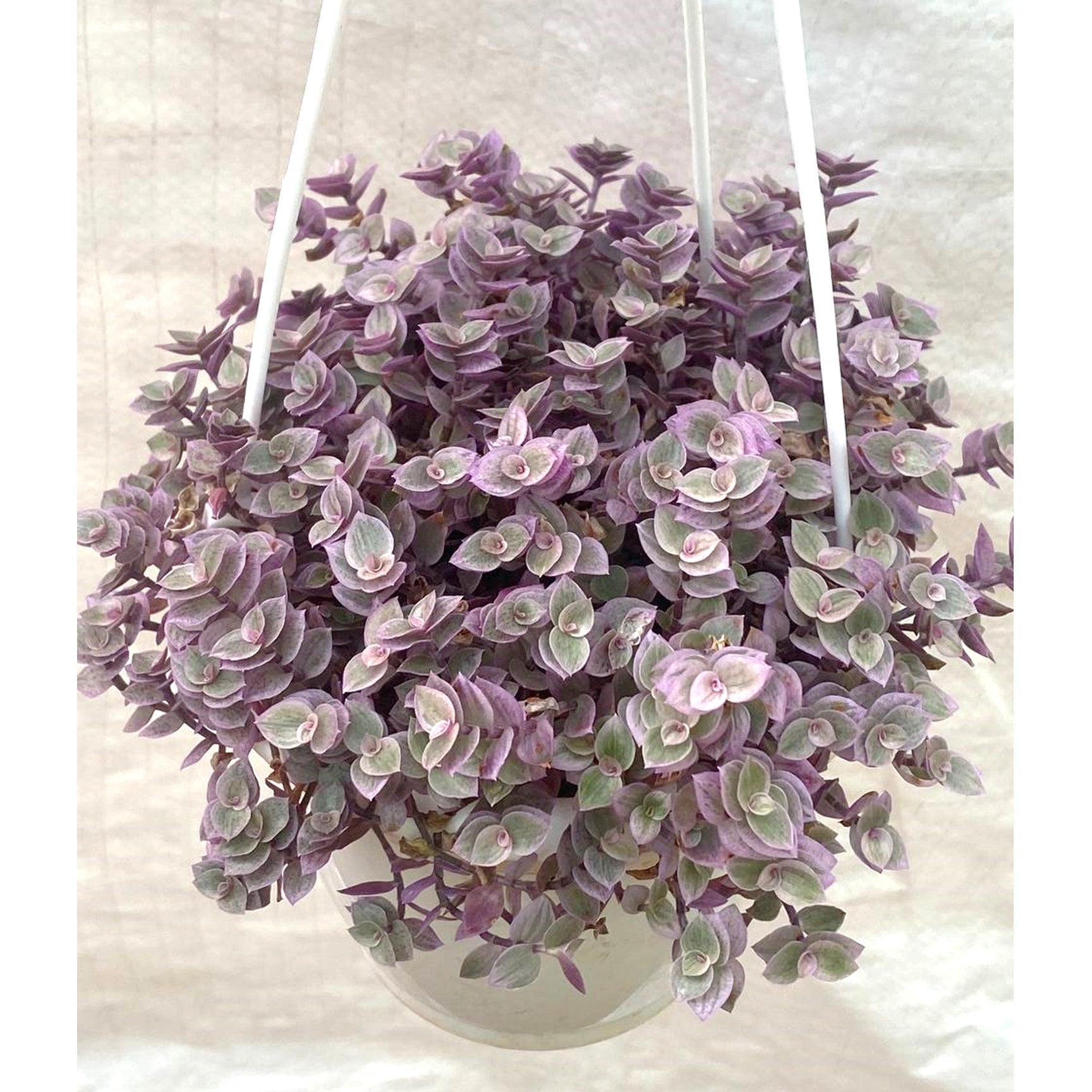 Callisia Repens 'PINK LADY' In Hanging Pot - Thegreenstack