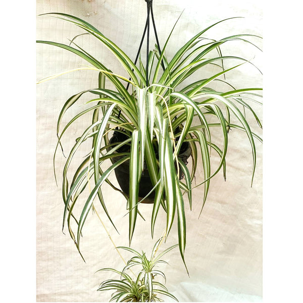 Spider plant ( Chlorophytum ) In Hanging Pot - Thegreenstack