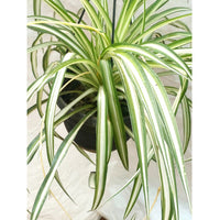 Spider plant ( Chlorophytum ) In Hanging Pot - Thegreenstack