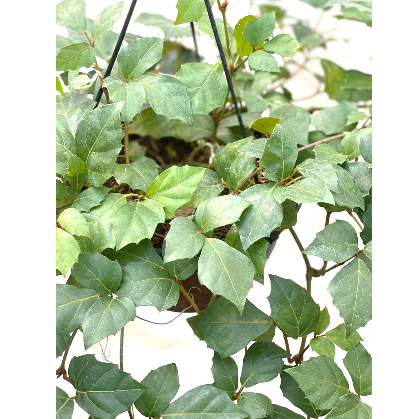 Cissus Rhombifolia - Grape Ivy In Hanging Pot - Thegreenstack