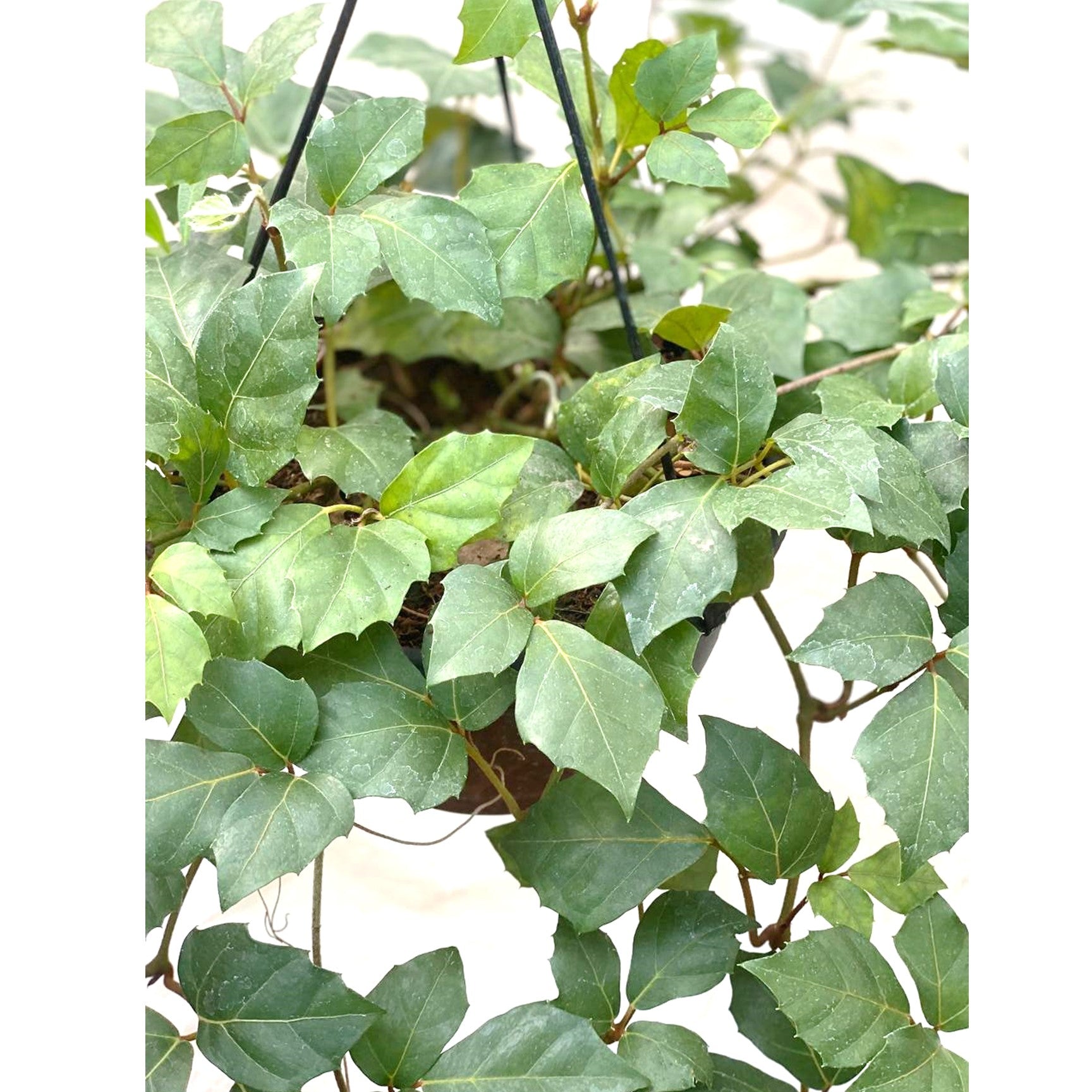 Cissus Rhombifolia - Grape Ivy In Hanging Pot - Thegreenstack