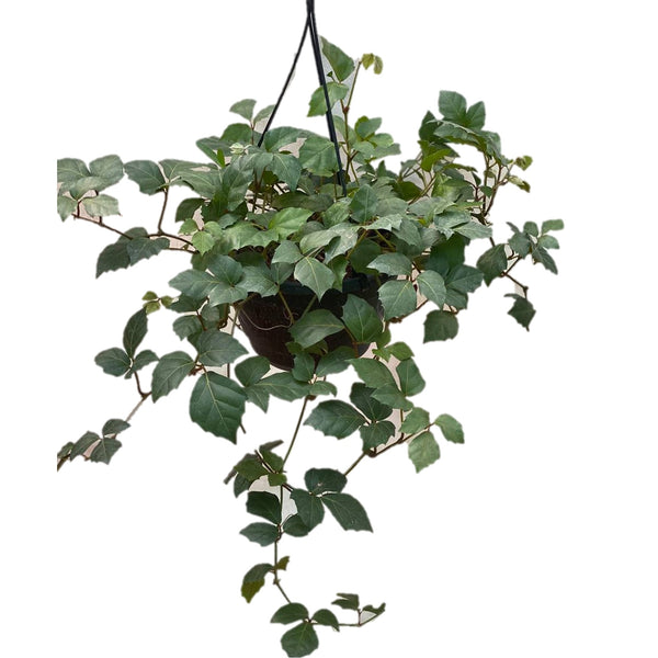 Cissus Rhombifolia - Grape Ivy In Hanging Pot - Thegreenstack