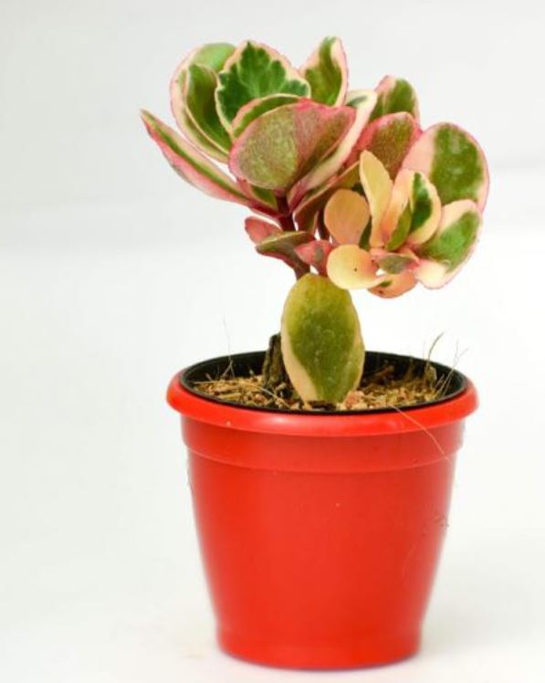 Crassula Sarmentosa Variegata - Thegreenstack