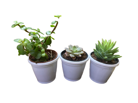 Pack of 3 Succulent-Indoor Plant - Thegreenstack