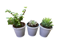 Pack of 3 Succulent-Indoor Plant - Thegreenstack