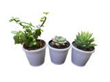 Pack of 3 Succulent-Indoor Plant - Thegreenstack