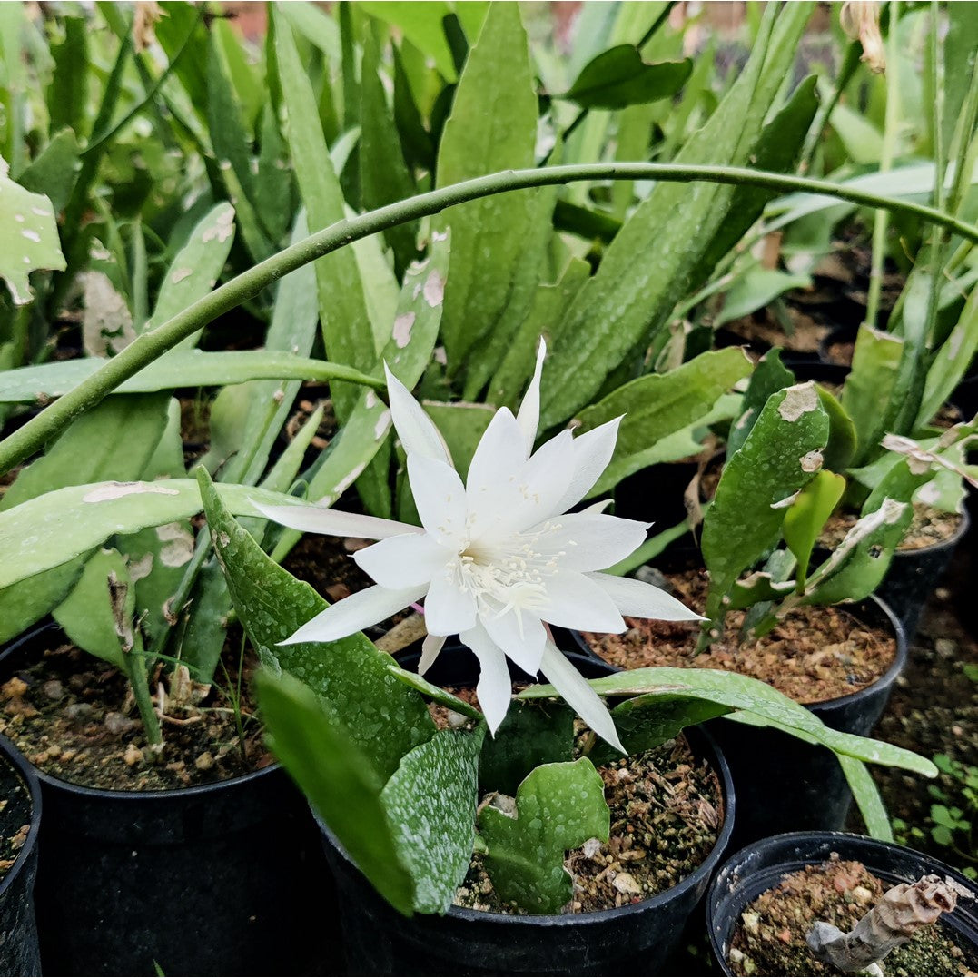 Epiphyllum pumilum - Day blooming Brahma Kamal - Miniature - Thegreenstack