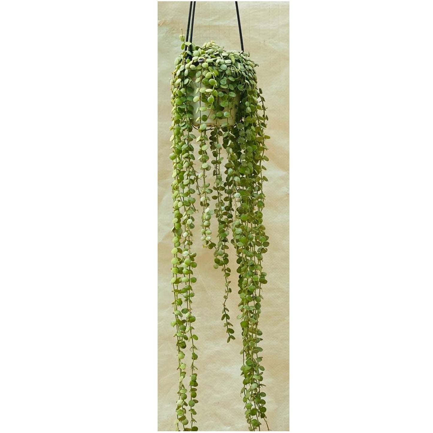 String of Nickels (Dischidia) In Hanging Pot - Thegreenstack