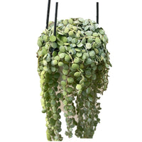 String of Nickels (Dischidia) In Hanging Pot - Thegreenstack