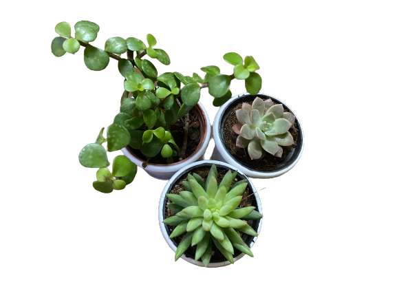 Pack of 3 Succulent-Indoor Plant - Thegreenstack