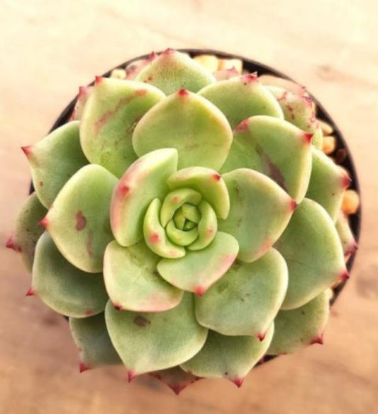 Echeveria Bella Donna - Thegreenstack