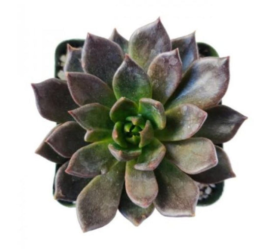 Echeveria ‘Black Prince’ - Thegreenstack