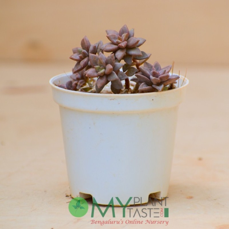 Sedeveria 'Jet Beads' - Thegreenstack