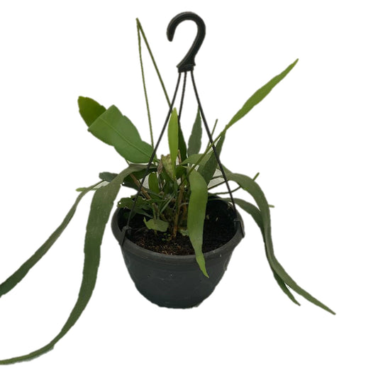 Queen of the Night ( Epiphyllum oxypetalum ) In Hanging Pot - Thegreenstack